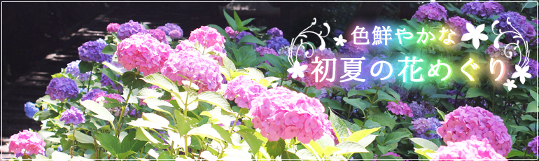 初夏の花めぐり特集